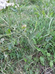 Achillea millefolium