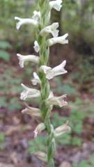 Spiranthes praecox