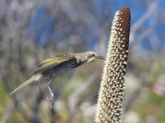 Gliciphila melanops