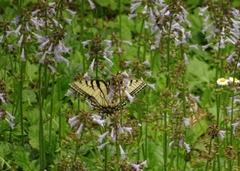 Papilio appalachiensis