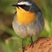 Cape Robin-Chat - Photo (c) markus lilje, some rights reserved (CC BY-NC-ND)
