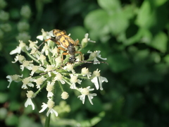 Rutpela maculata