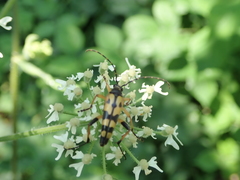 Rutpela maculata