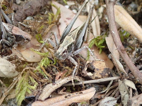 Photo of Grey Bush-cricket (Platycleis albopunctata)