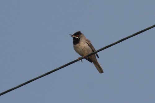 Rüppell's Warbler (Curruca ruppeli), photo 5