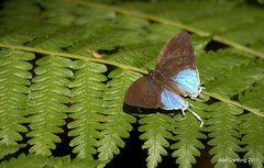 Drupadia ravindra