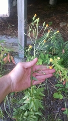 Hieracium umbellatum umbellatum