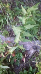 Hieracium umbellatum umbellatum