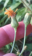 Hieracium umbellatum umbellatum