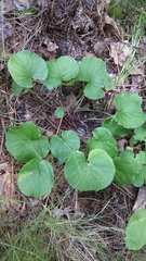 Viola renifolia