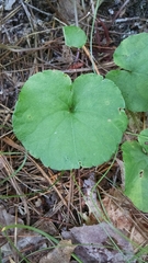 Viola renifolia