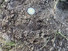 Hystrix africaeaustralis