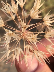 Allium atrorubens