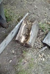 Ursus thibetanus ussuricus