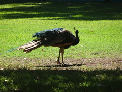 Pavo cristatus
