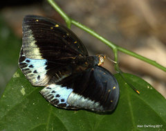 Lexias pardalis dirteana