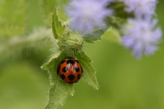 Coelophora bissellata