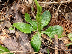 Pterostylis pedunculata