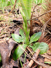 Pterostylis pedunculata
