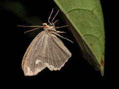 Pareumelea eugeniata