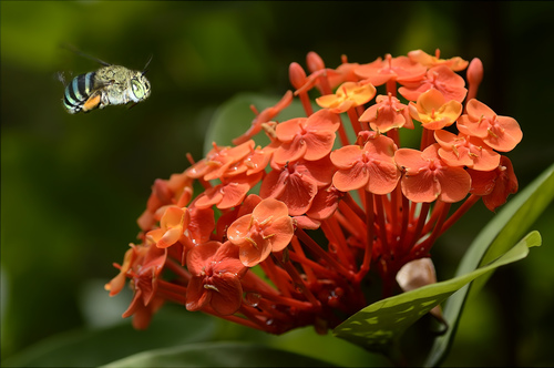 Ixora chinensis