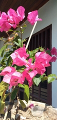 Bougainvillea