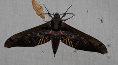 Adhemarius sexoculata