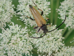 Stictoleptura rubra