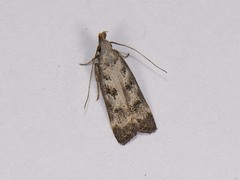 Dichomeris inversella