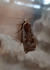 Noctua pronuba