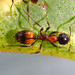 Mono Ant - Photo (c) Geoffrey Cox, some rights reserved (CC BY), uploaded by Geoffrey Cox