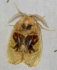 Arrhenophanes perspicilla