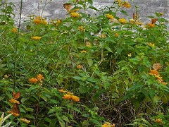 Junonia almana javana