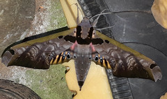 Adhemarius sexoculata