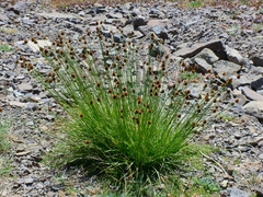 Carex straminiformis