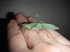 Caedicia scalaris