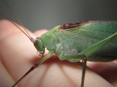 Caedicia scalaris