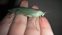 Caedicia scalaris
