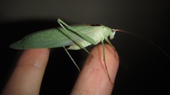 Caedicia scalaris