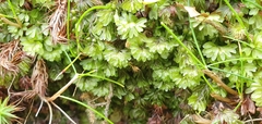 Hymenophyllum wilsonii