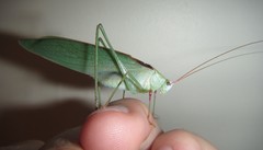 Caedicia scalaris