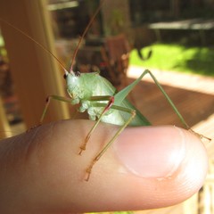 Caedicia scalaris