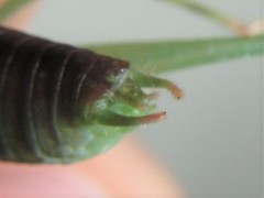 Caedicia scalaris