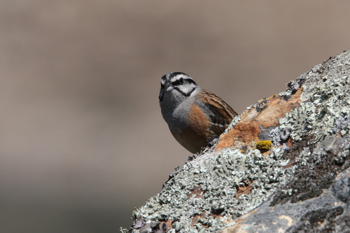 Rock Bunting