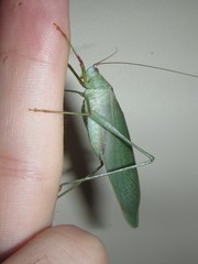 Caedicia scalaris