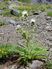 Cirsium cymosum canovirens