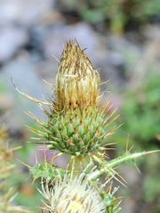 Cirsium cymosum canovirens