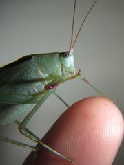 Caedicia scalaris