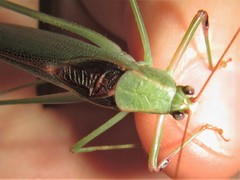 Caedicia scalaris