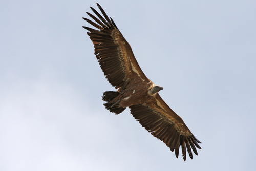 Western Griffon Vulture